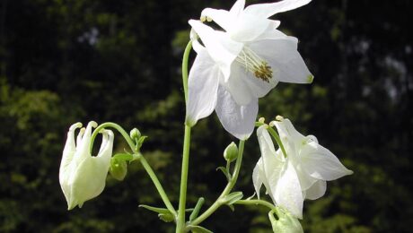 Aquilegia_vulgaris