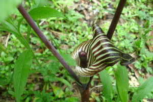 Arisaema Triphyllum