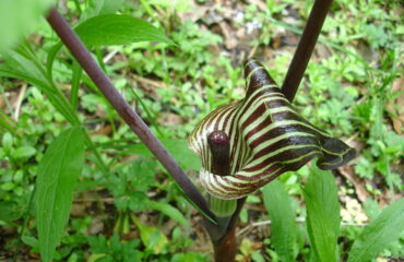 Arisaema Triphyllum