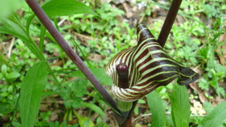 Arisaema Triphyllum