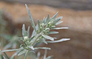 Artemisia_absinthium