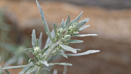 Artemisia_absinthium