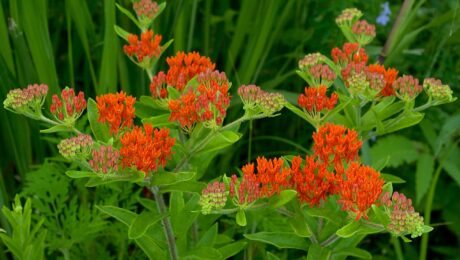 Asclepias Tuberosa