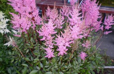 Astilbe Japonica