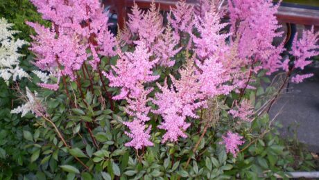 Astilbe Japonica