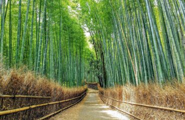 Bamboo