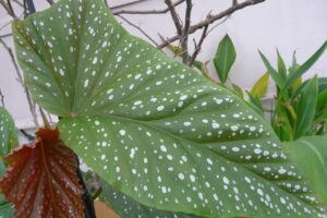 Begonia Maculata