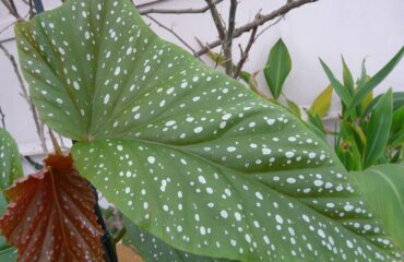 Begonia Maculata