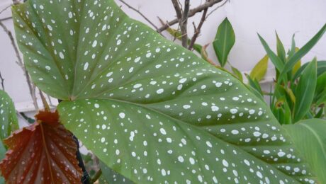 Begonia Maculata