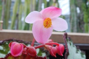 Begonia Rex