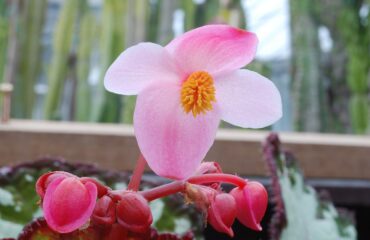 Begonia Rex