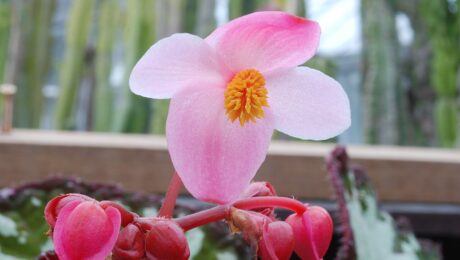 Begonia Rex