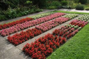 Begonia Semperflorens