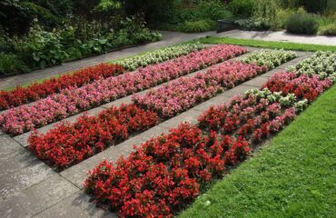 Begonia Semperflorens