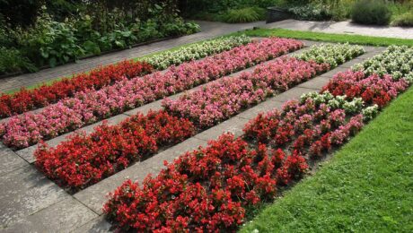 Begonia Semperflorens