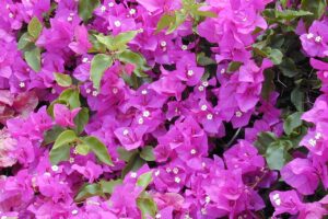 Bougainvillea