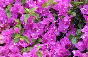 Bougainvillea