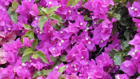 Bougainvillea