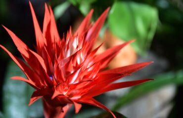 Bromeliads