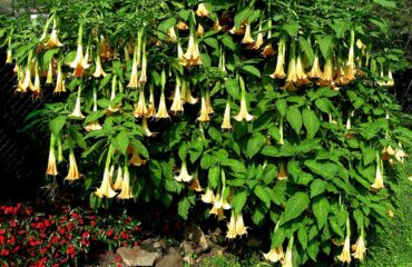 Brugmansia