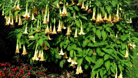 Brugmansia