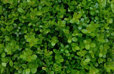 Buxus Sempervirens