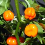 Capsicum chinense 'Habanero'