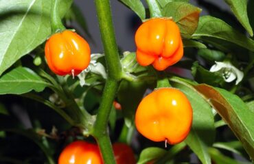 Capsicum chinense 'Habanero'