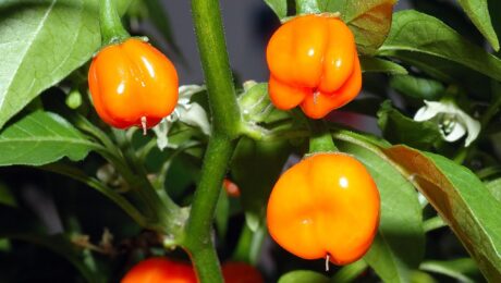 Capsicum chinense 'Habanero'