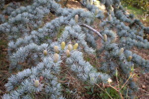 Cedrus Atlantica