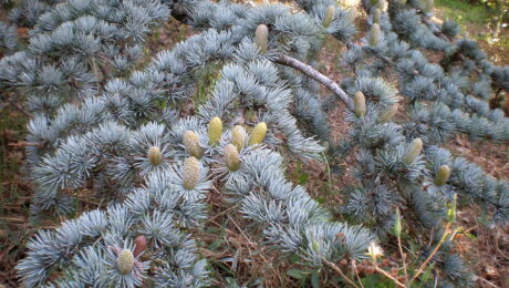 Cedrus Atlantica