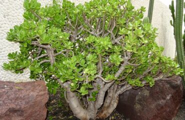 Crassula Ovata