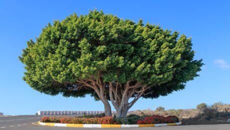 Ficus Microcarpa