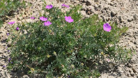 Geranium