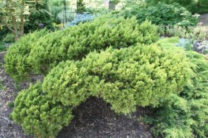 Juniperus Chinensis