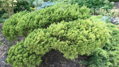 Juniperus Chinensis