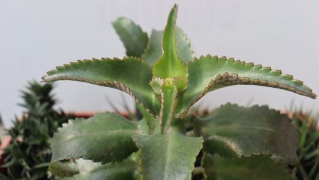 Kalanchoe