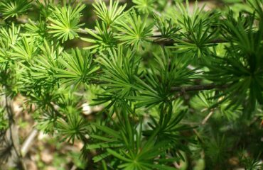 Larix Kaempferi