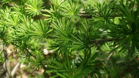 Larix Kaempferi