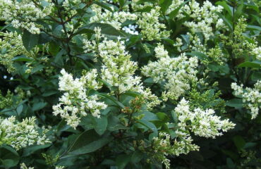 Ligustrum