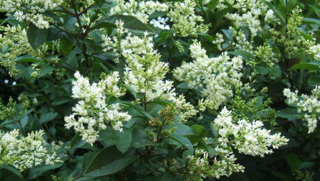 Ligustrum