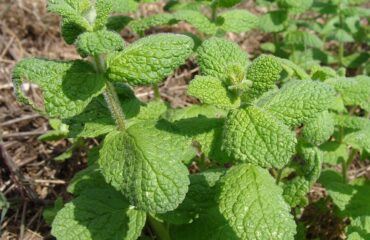 Mentha