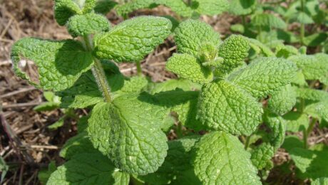 Mentha