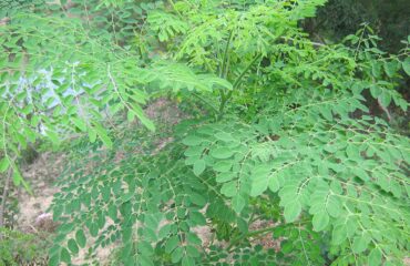 Moringa Oleifera