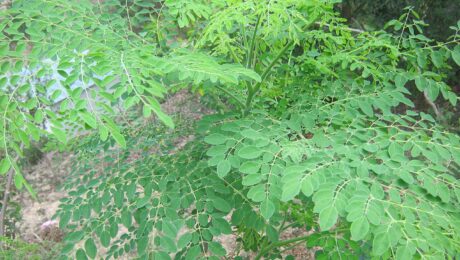 Moringa Oleifera