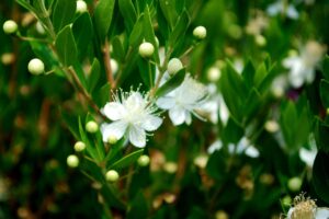 Myrtus communis