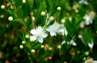 Myrtus communis