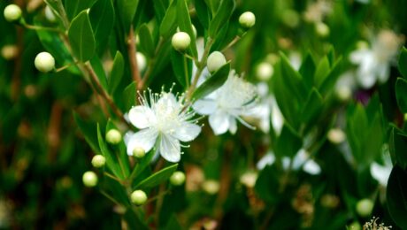 Myrtus communis