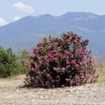 Nerium oleander