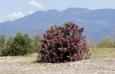 Nerium oleander